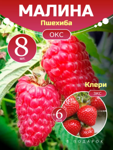 Малина Пшехиба комплект саженцев 8 шт + клубника Клери